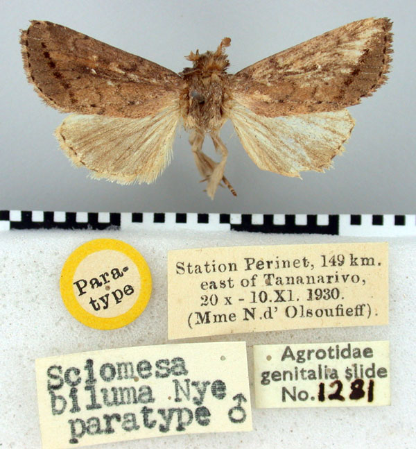 /filer/webapps/moths/media/images/B/biluma_Sciomesa_PT_BMNH.jpg
