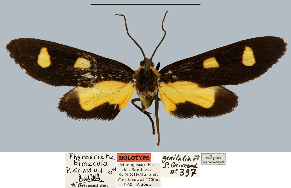 /filer/webapps/moths/media/images/B/bimacula_Thyrosticta_HT_MNHN.jpg