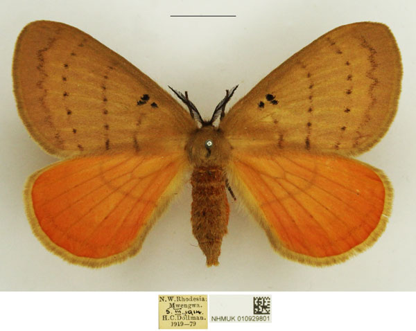 /filer/webapps/moths/media/images/B/bimaculata_Catajana_AF_NHMUK.jpg