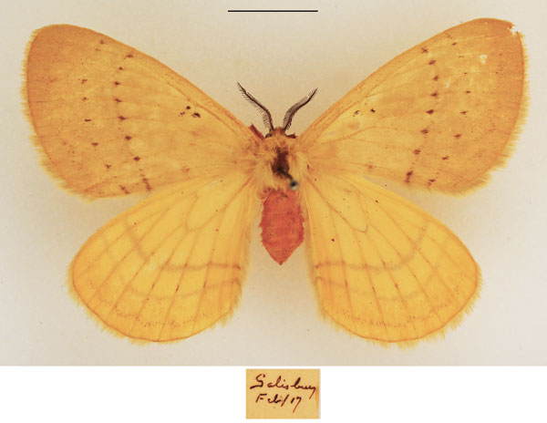 /filer/webapps/moths/media/images/B/bimaculata_Catajana_AF_TMSA.jpg
