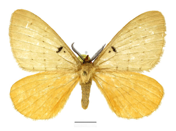 /filer/webapps/moths/media/images/B/bimaculata_Catajana_AM_Basquin_01.jpg