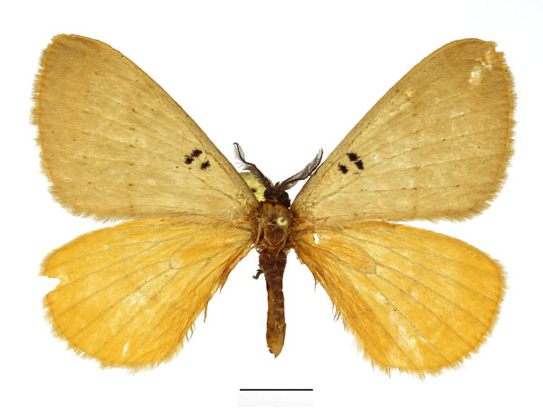 /filer/webapps/moths/media/images/B/bimaculata_Catajana_AM_Basquin_02.jpg