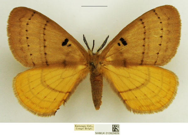 /filer/webapps/moths/media/images/B/bimaculata_Catajana_AM_NHMUK.jpg