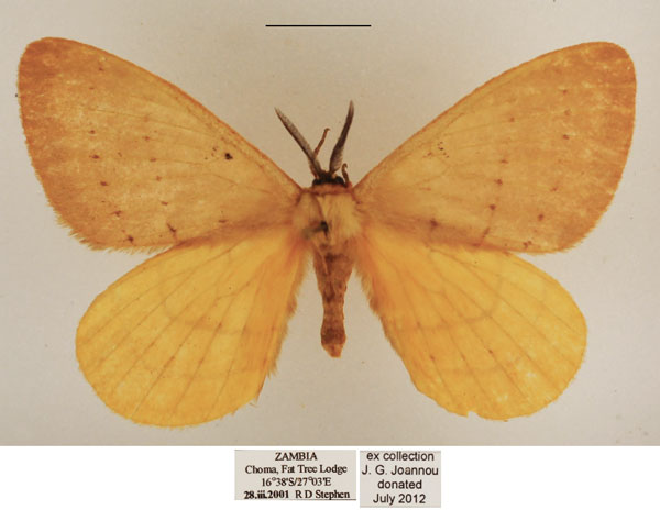/filer/webapps/moths/media/images/B/bimaculata_Catajana_AM_TMSA_01.jpg