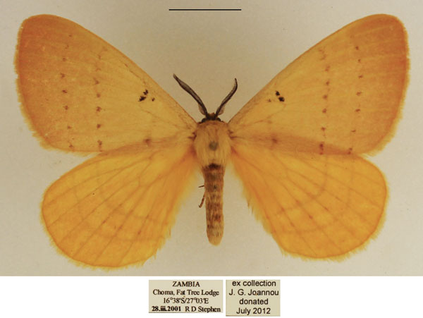 /filer/webapps/moths/media/images/B/bimaculata_Catajana_AM_TMSA_02.jpg