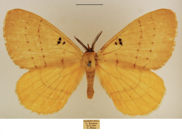 /filer/webapps/moths/media/images/B/bimaculata_Catajana_AM_TMSA_03.jpg