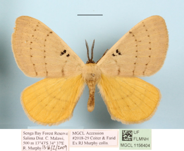 /filer/webapps/moths/media/images/B/bimaculata_Catajana_A_MGCLa_01.JPG