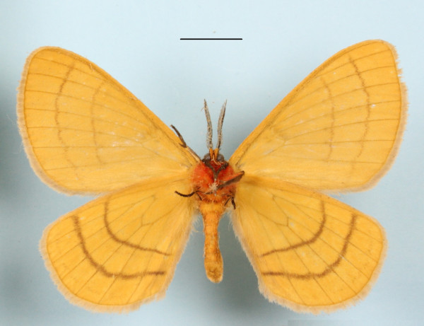 /filer/webapps/moths/media/images/B/bimaculata_Catajana_A_MGCLb_01.JPG
