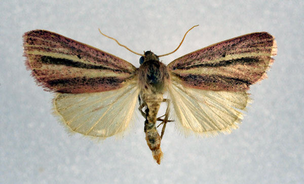 /filer/webapps/moths/media/images/B/bimaculata_Masalia_A_NHMO.jpg