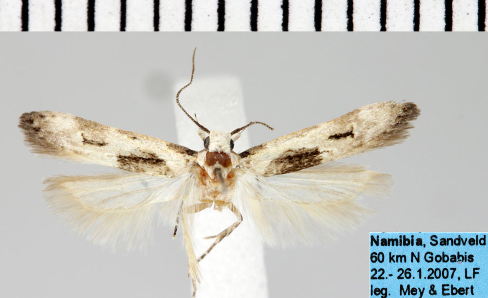 /filer/webapps/moths/media/images/B/bimaculata_Neotelphusa_AM_ZMHB.jpg