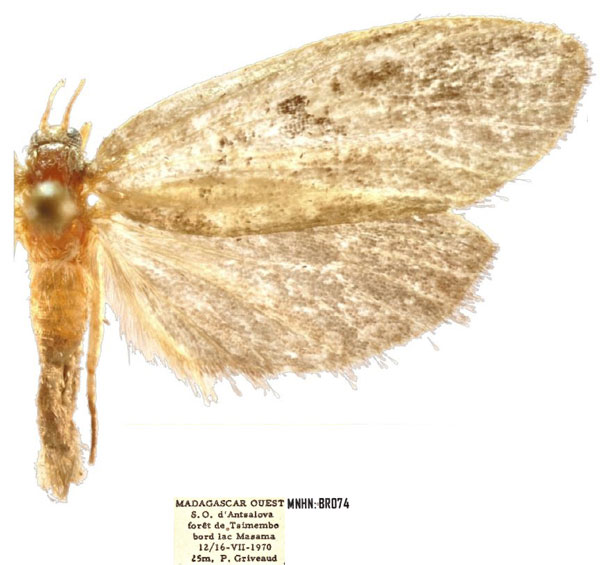 /filer/webapps/moths/media/images/B/bimaculata_Plumana_AF_MNHN.jpg