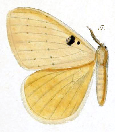 /filer/webapps/moths/media/images/B/bimaculata_Stenoglene_HT_Dewitz_1897_2_5.jpg