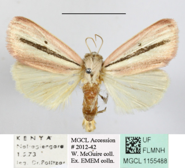 /filer/webapps/moths/media/images/B/bimaculata_Timora_A_MGCLa_01.JPG