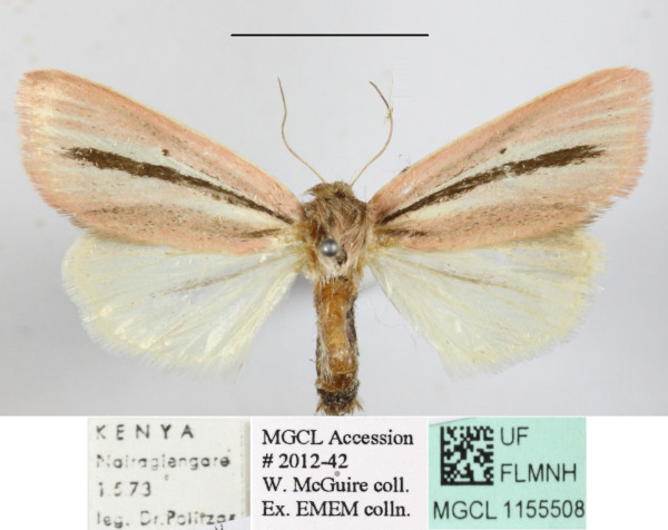/filer/webapps/moths/media/images/B/bimaculata_Timora_A_MGCLa_02.JPG