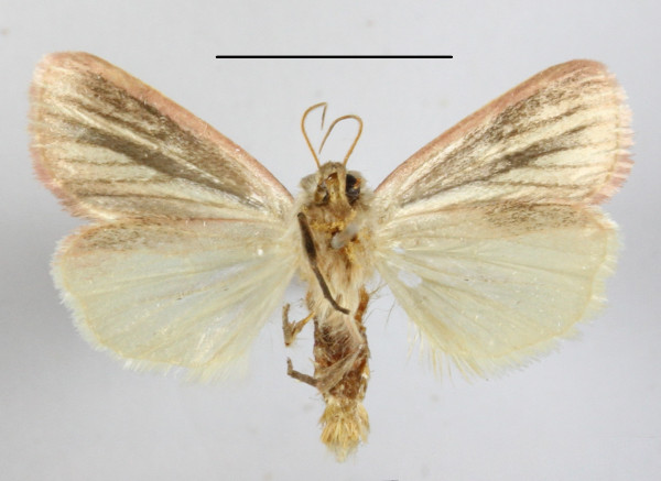 /filer/webapps/moths/media/images/B/bimaculata_Timora_A_MGCLb_01.JPG