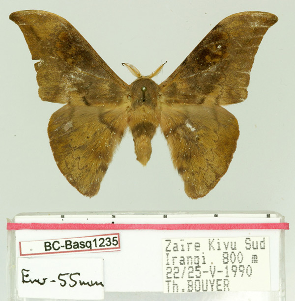 /filer/webapps/moths/media/images/B/bimaculatum_Orthogonioptilum_AM_Basquin.jpg
