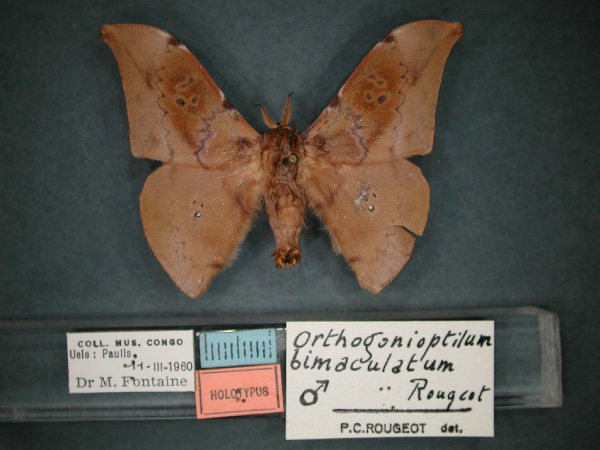 /filer/webapps/moths/media/images/B/bimaculatum_Orthogonioptilum_HT_RMCA_01.jpg