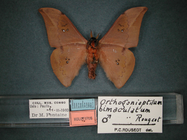 /filer/webapps/moths/media/images/B/bimaculatum_Orthogonioptilum_HT_RMCA_02.jpg