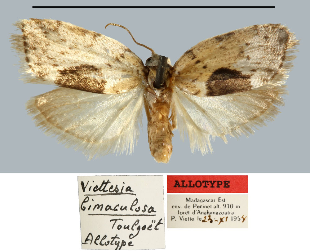 /filer/webapps/moths/media/images/B/bimaculosa_Viettesia_AT_MNHN.jpg