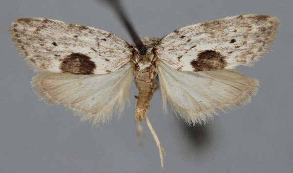/filer/webapps/moths/media/images/B/bimaculosa_Viettesia_A_BMNH.jpg