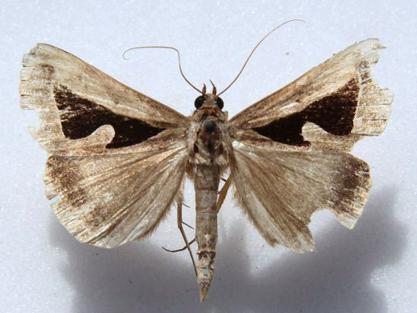 /filer/webapps/moths/media/images/B/binaria_Parachalciope_A_Goff_01.jpg