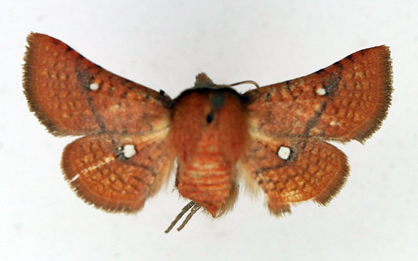 /filer/webapps/moths/media/images/B/binoculata_Dysodia_AF_TMSA.jpg