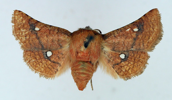 /filer/webapps/moths/media/images/B/binoculata_Dysodia_AM_TMSA.jpg