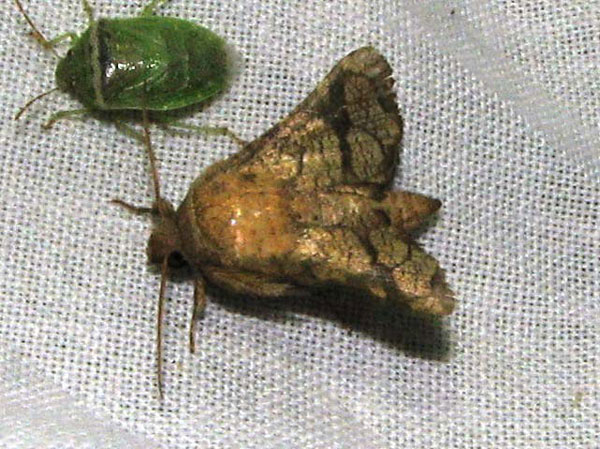 /filer/webapps/moths/media/images/B/binoculata_Dysodia_A_Goff.jpg