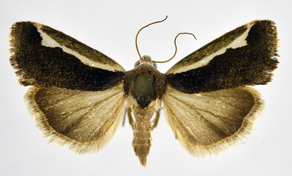 /filer/webapps/moths/media/images/B/binominata_Acontia_AF_NHMO.jpg