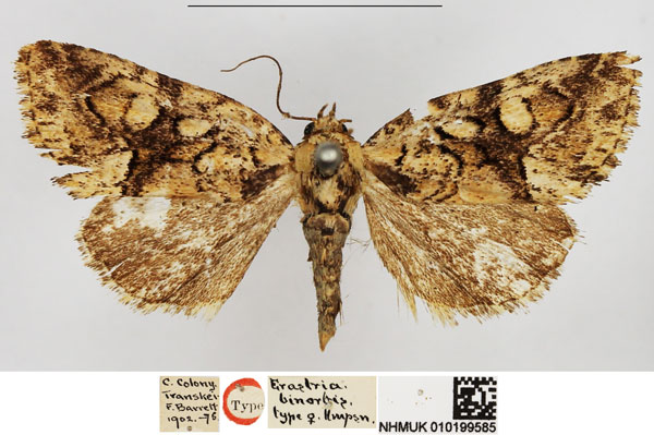 /filer/webapps/moths/media/images/B/binorbis_Erastria_HT_NHMUK.jpg