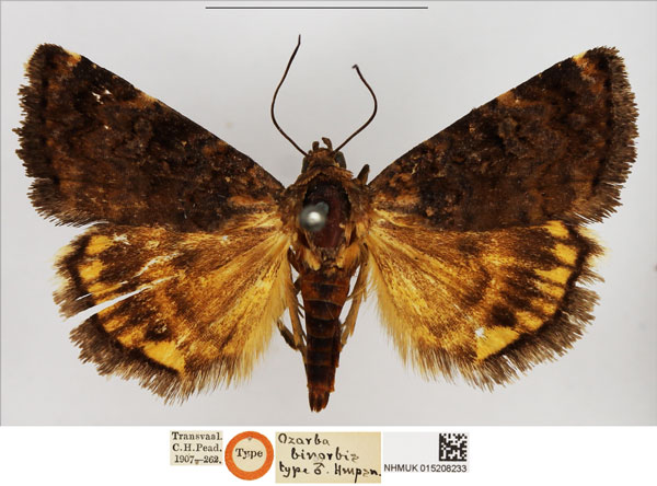 /filer/webapps/moths/media/images/B/binorbis_Ozarba_HT_NHMUK.jpg