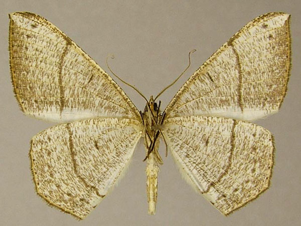 /filer/webapps/moths/media/images/B/biocellaria_Apatadelpha_AM_ZSMb.jpg