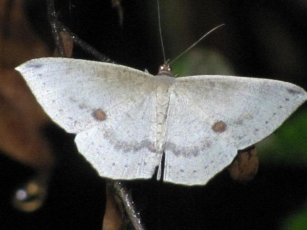 /filer/webapps/moths/media/images/B/biocellaria_Apatadelpha_A_Stanton.jpg