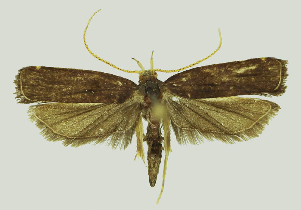 /filer/webapps/moths/media/images/B/biocoica_Thubdora_HT_MNVD.jpg