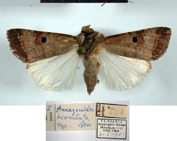 /filer/webapps/moths/media/images/B/bioculata_Amazonides_HT_MSNM.jpg