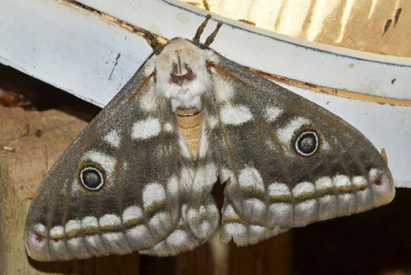 /filer/webapps/moths/media/images/B/bioculata_Heniocha_AF_Klimsa.jpg