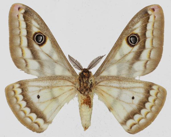 /filer/webapps/moths/media/images/B/bioculata_Heniocha_AM_Basquinb.jpg