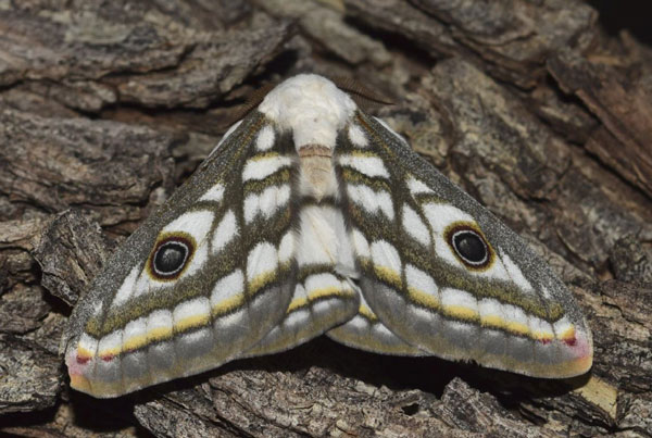/filer/webapps/moths/media/images/B/bioculata_Heniocha_AM_Klimsa.jpg