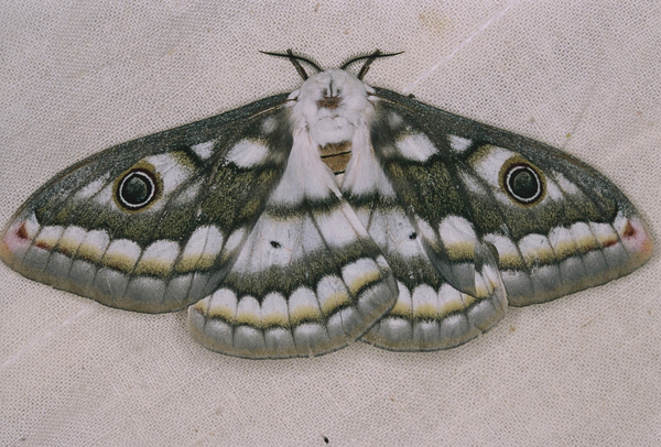 /filer/webapps/moths/media/images/B/bioculata_Heniocha_A_Roland_03.jpg