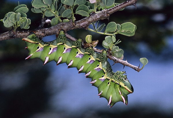 /filer/webapps/moths/media/images/B/bioculata_Heniocha_C_Roland_01.jpg