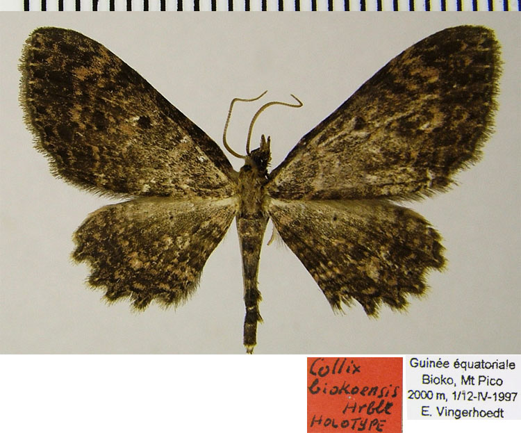 /filer/webapps/moths/media/images/B/biokoensis_Collix_HT_ZSMa.jpg