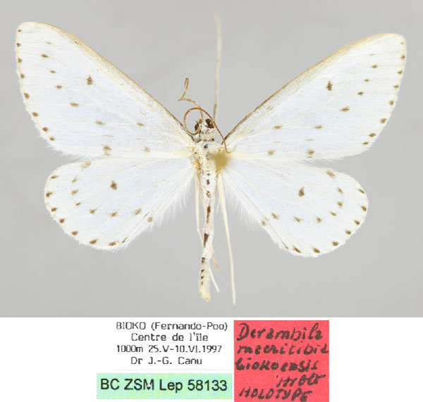 /filer/webapps/moths/media/images/B/biokoensis_Derambila_HT_ZSM_01.jpg