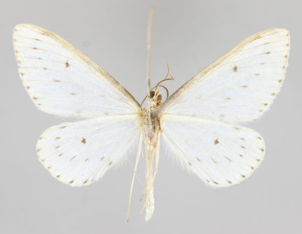 /filer/webapps/moths/media/images/B/biokoensis_Derambila_HT_ZSM_02.jpg