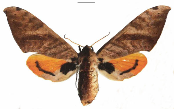 /filer/webapps/moths/media/images/B/biokoensis_Pseudoclanis_AF_EMEM.jpg