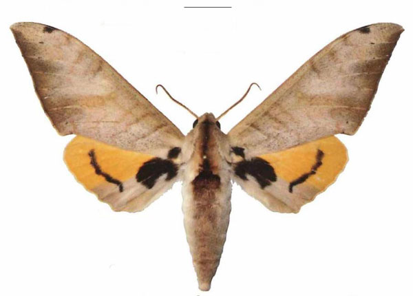 /filer/webapps/moths/media/images/B/biokoensis_Pseudoclanis_AM_EMEM.jpg