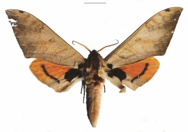 /filer/webapps/moths/media/images/B/biokoensis_Pseudoclanis_AM_EMEM_01a.jpg