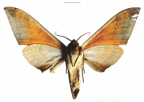/filer/webapps/moths/media/images/B/biokoensis_Pseudoclanis_AM_EMEM_01b.jpg