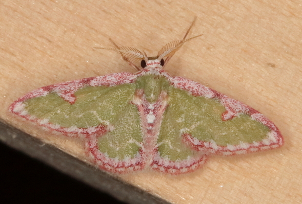 /filer/webapps/moths/media/images/B/biornata_Allochrostes_A_Heyns_01.JPG