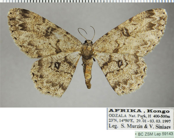 /filer/webapps/moths/media/images/B/bipandata_Zeuctoboarmia_AF_ZSM.jpg