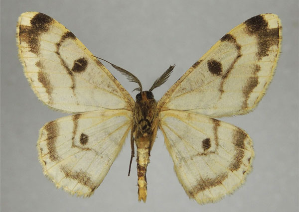 /filer/webapps/moths/media/images/B/bipandata_Zeuctoboarmia_AM_ZSMb.jpg